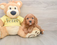 8 week old Cavapoo Puppy For Sale - Lone Star Pups