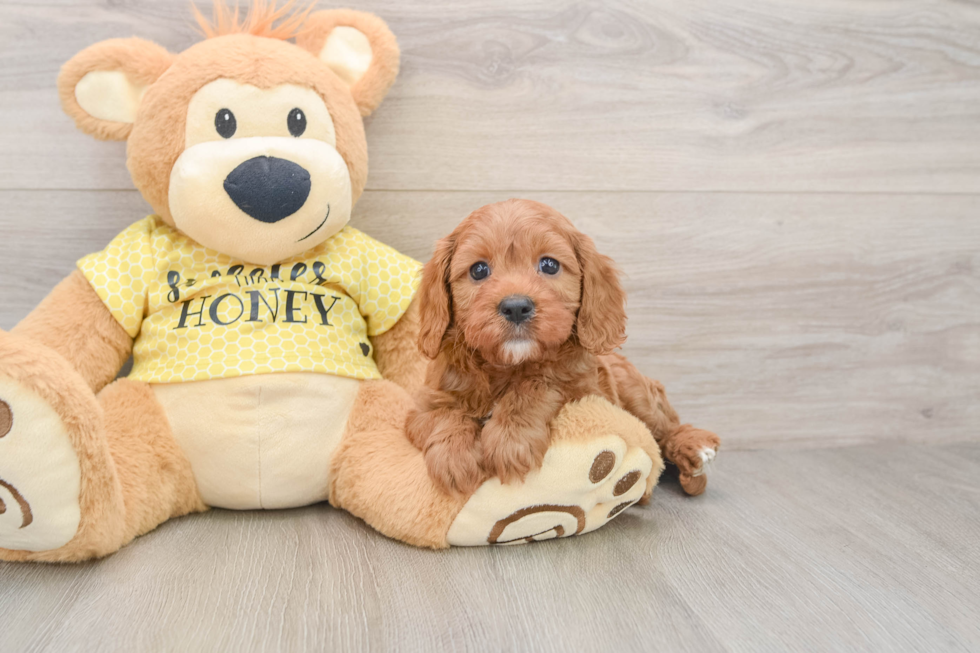 Smart Cavapoo Poodle Mix Pup