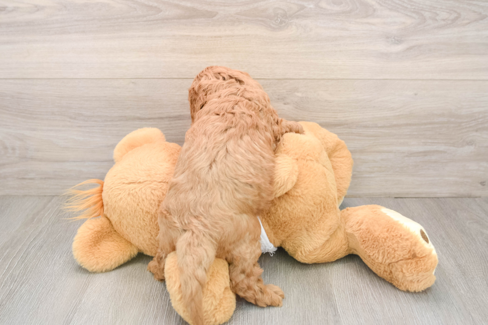 Playful Cavapoodle Poodle Mix Puppy