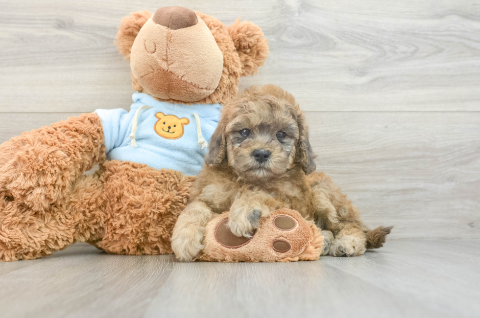 7 week old Cavapoo Puppy For Sale - Lone Star Pups