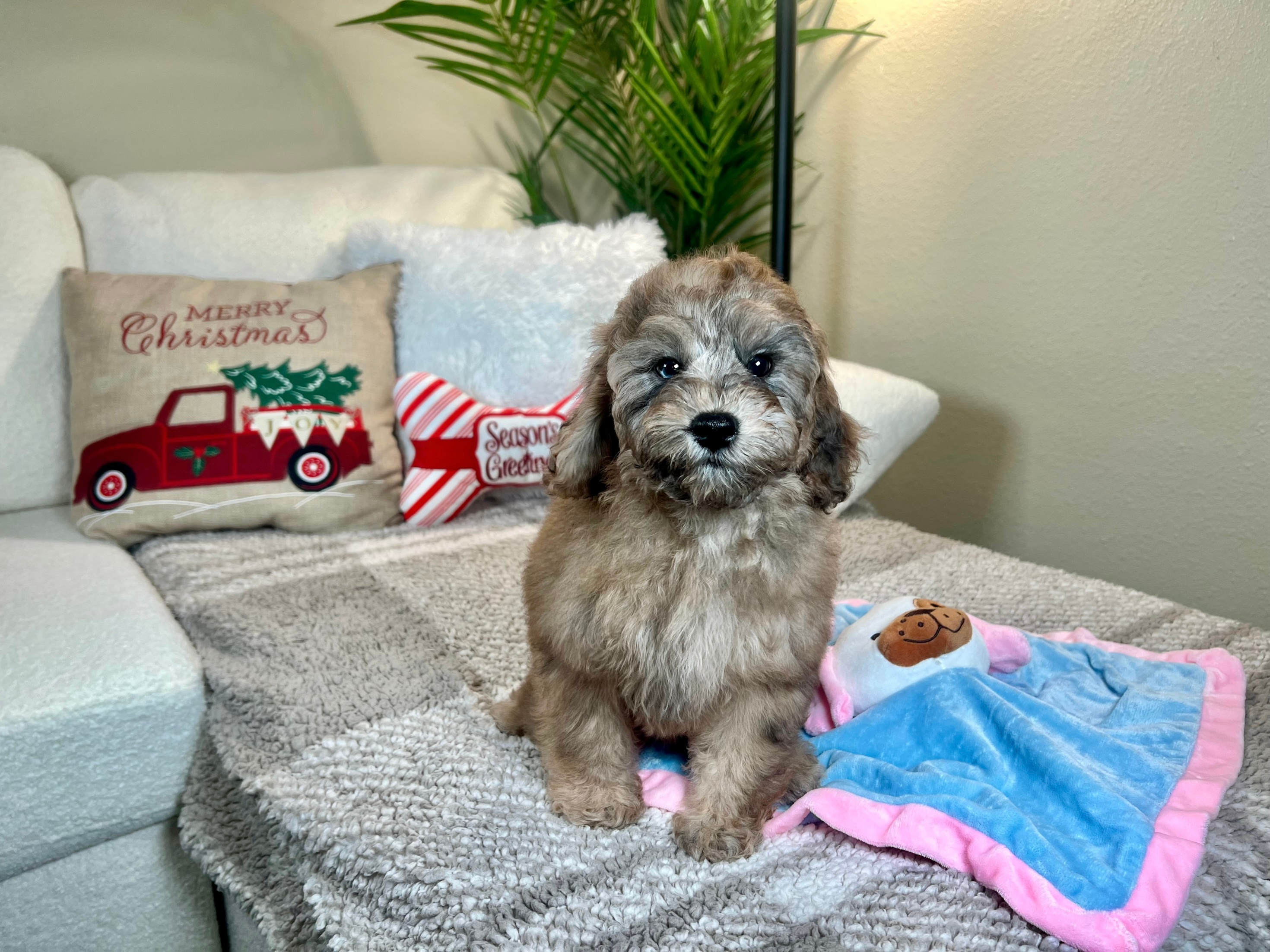 Cavapoo Puppy for Adoption