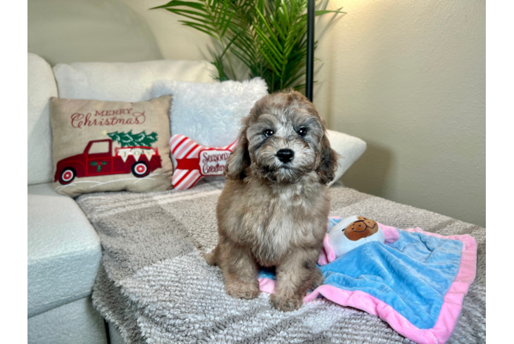 Cavapoo Puppy for Adoption