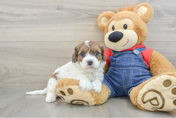 Sweet Cavapoo Baby