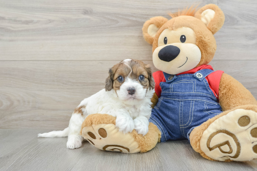 Sweet Cavapoo Baby