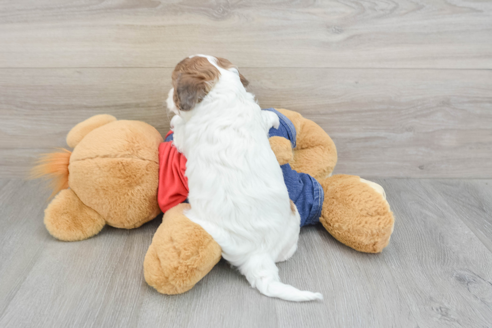 Best Cavapoo Baby