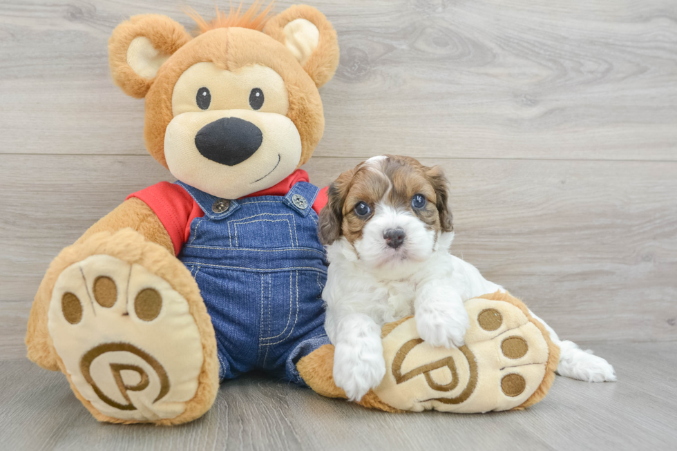 Best Cavapoo Baby
