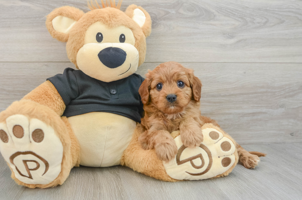5 week old Cavapoo Puppy For Sale - Lone Star Pups