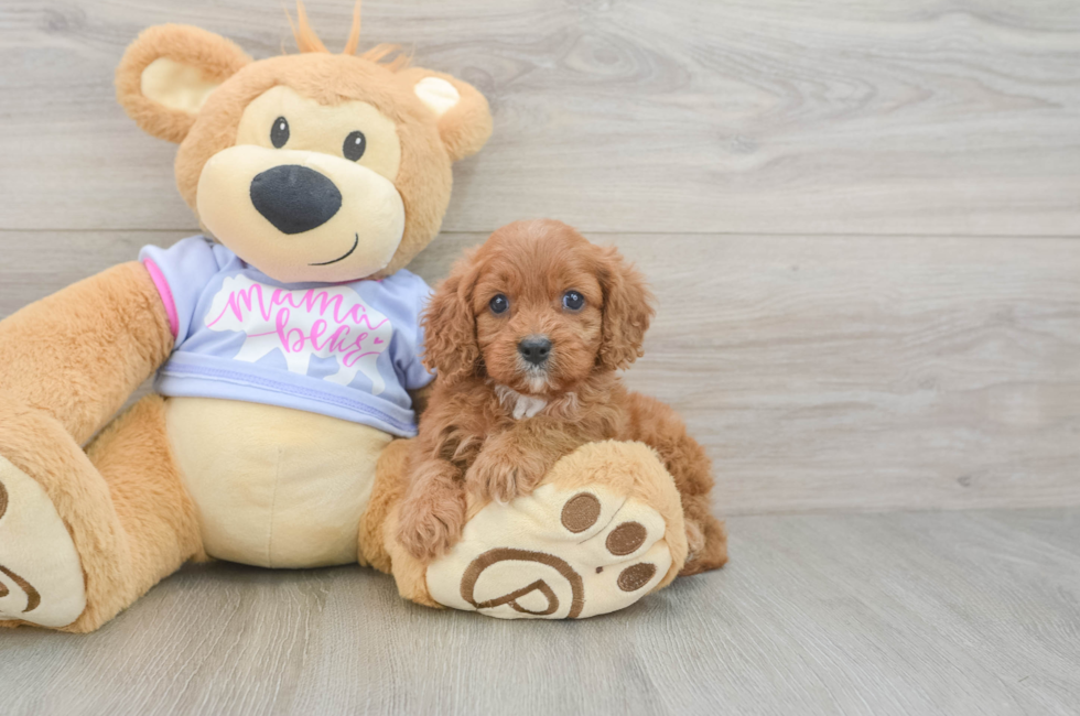 5 week old Cavapoo Puppy For Sale - Lone Star Pups