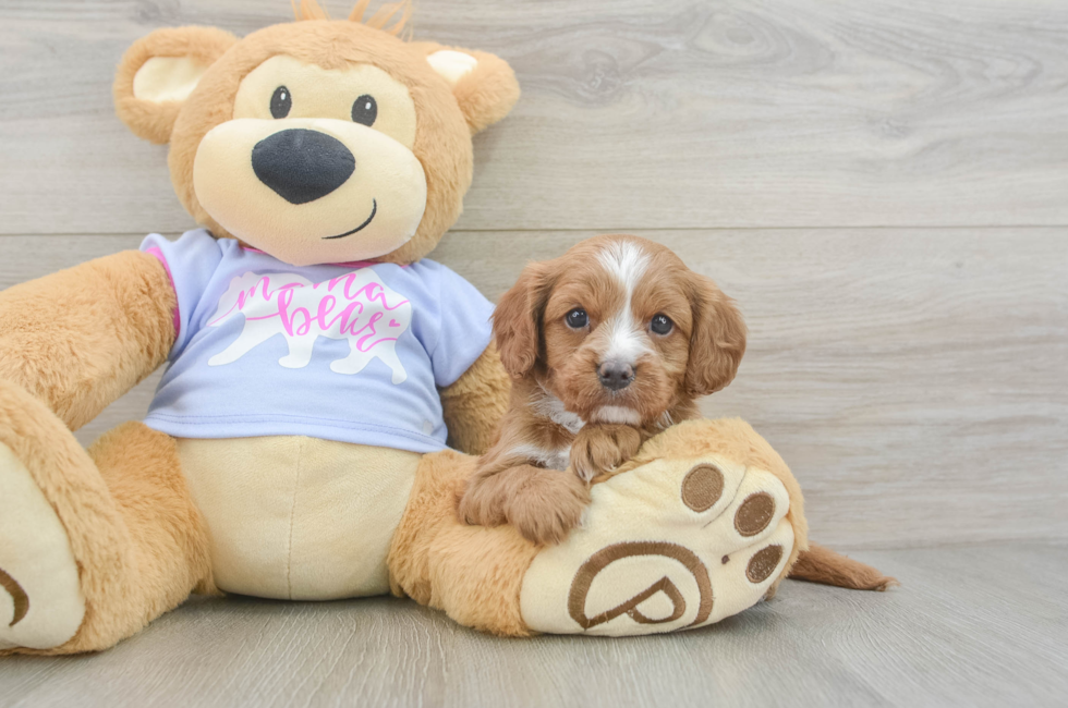 5 week old Cavapoo Puppy For Sale - Lone Star Pups