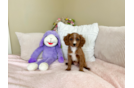 Cute Cavapoo Baby