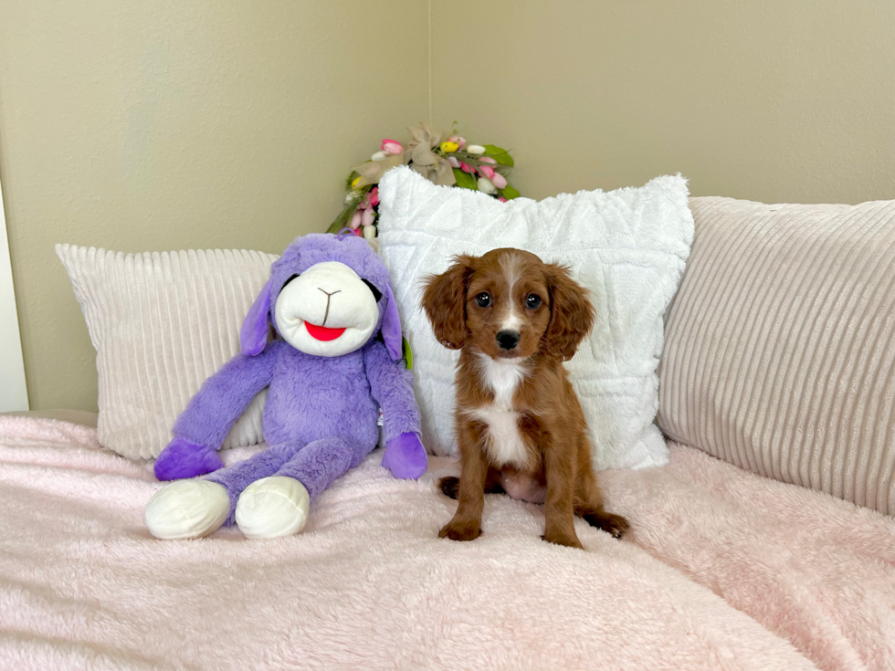 Cute Cavapoo Baby