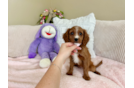 Best Cavapoo Baby