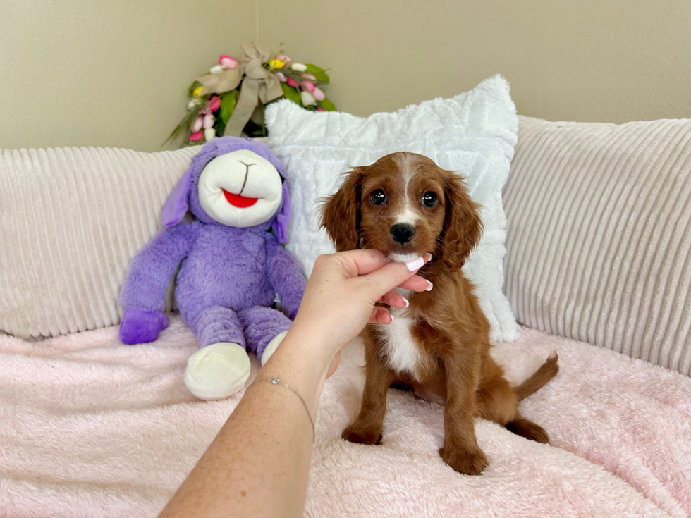 Best Cavapoo Baby