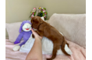Cavapoo Puppy for Adoption