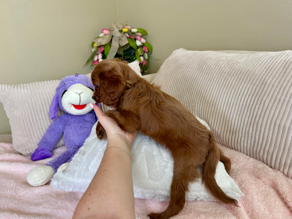 Cavapoo Puppy for Adoption