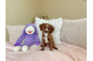 Cute Cavapoo Baby