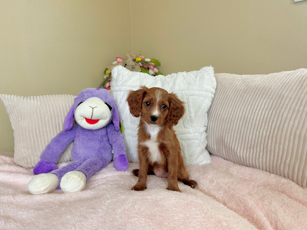 Cute Cavapoo Baby
