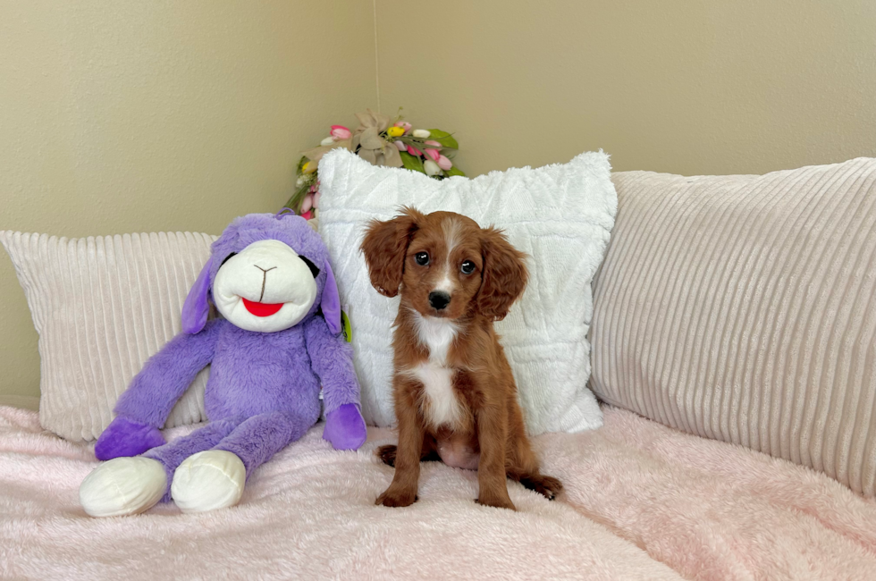 10 week old Cavapoo Puppy For Sale - Lone Star Pups
