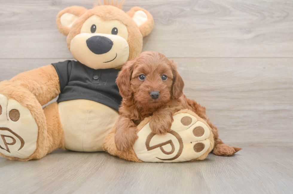 5 week old Cavapoo Puppy For Sale - Lone Star Pups