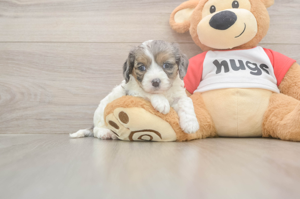 5 week old Cavapoo Puppy For Sale - Lone Star Pups