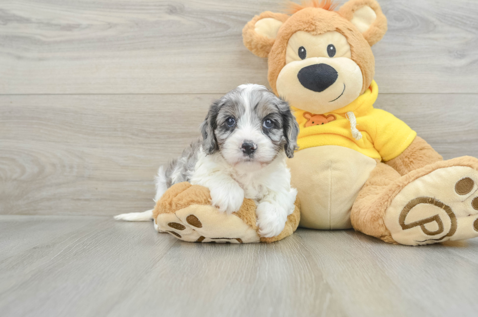 6 week old Cavapoo Puppy For Sale - Lone Star Pups