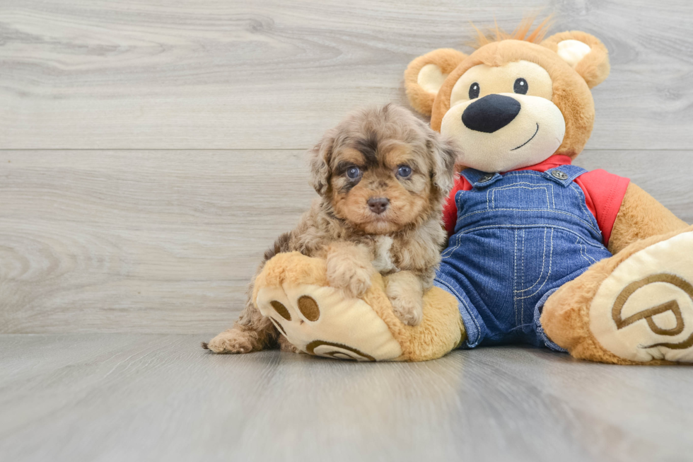 Best Cavapoo Baby