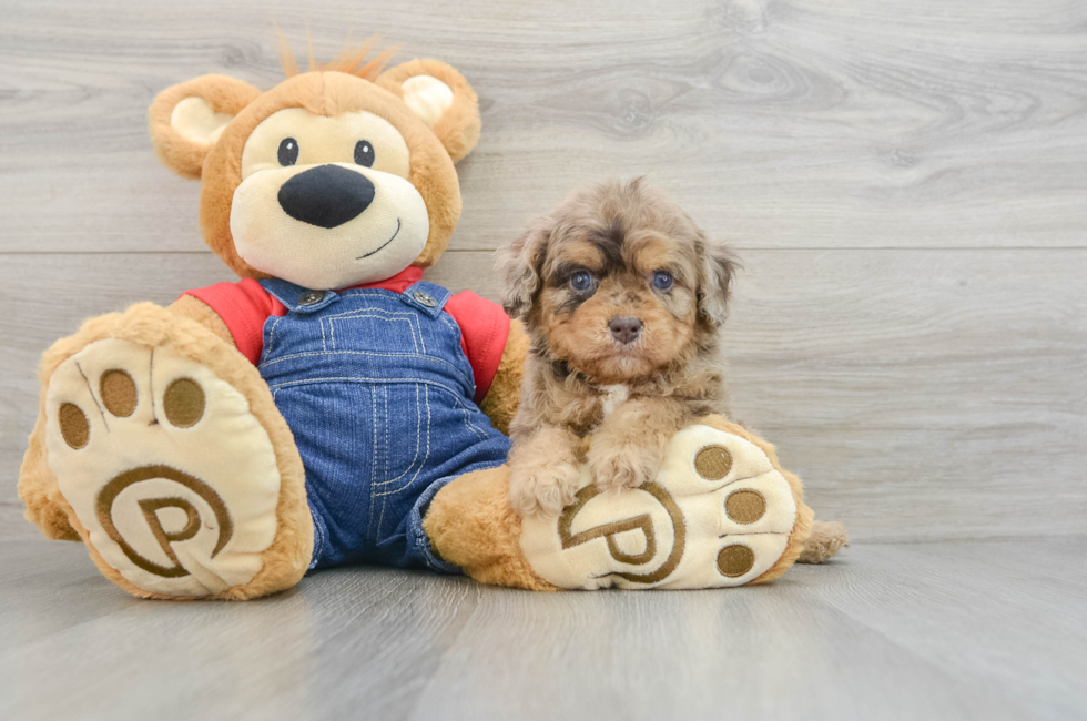 6 week old Cavapoo Puppy For Sale - Lone Star Pups