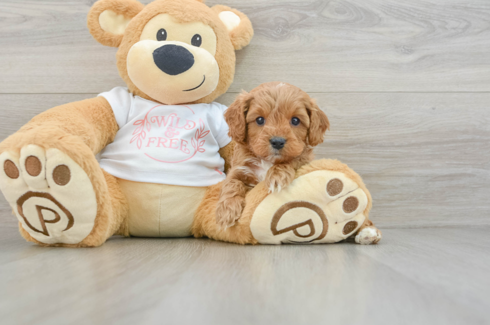 6 week old Cavapoo Puppy For Sale - Lone Star Pups