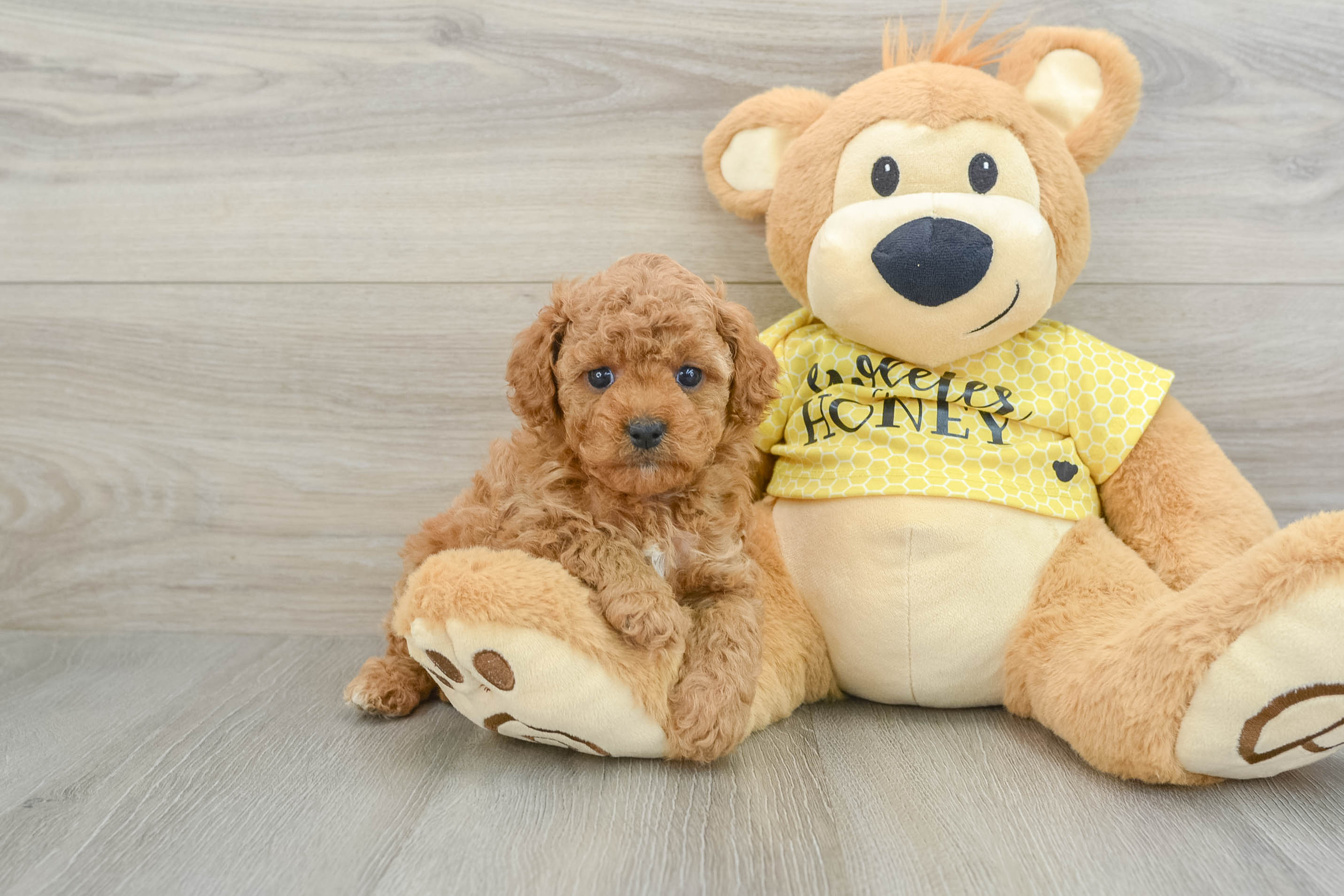Sweet Cavapoo Baby