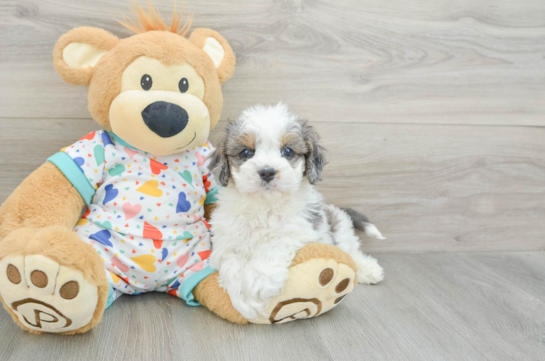 Petite Cavapoo Poodle Mix Pup