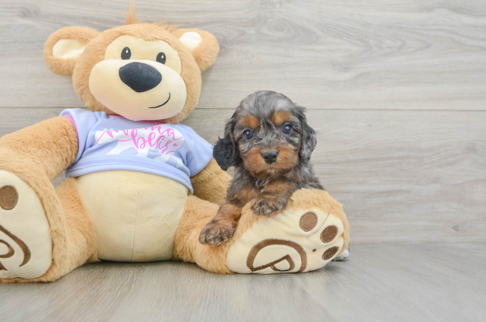 6 week old Cavapoo Puppy For Sale - Lone Star Pups