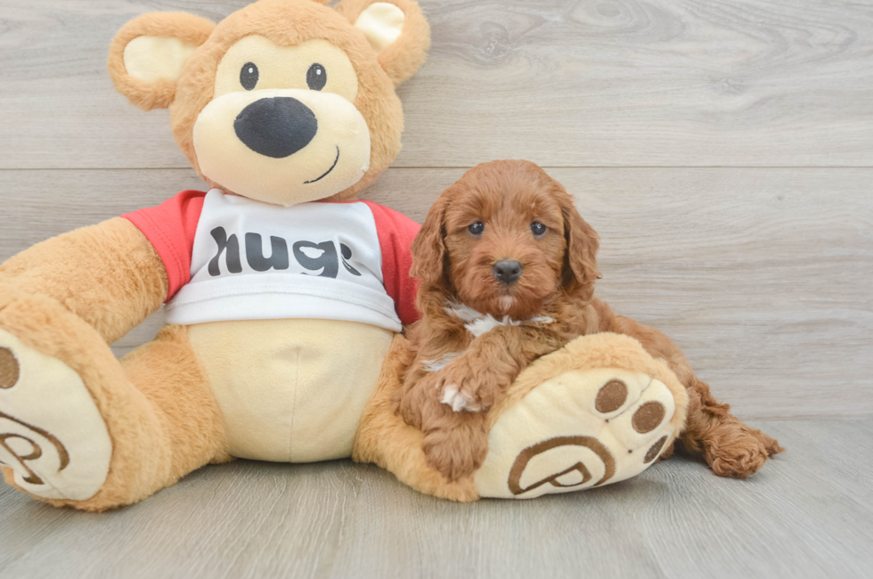 6 week old Cavapoo Puppy For Sale - Lone Star Pups