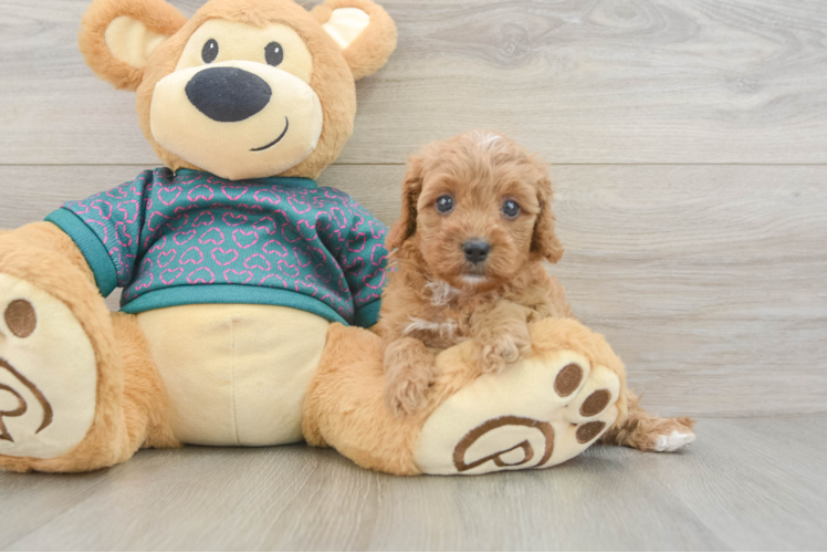 Best Cavapoo Baby
