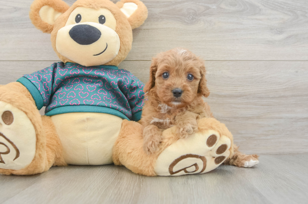 5 week old Cavapoo Puppy For Sale - Lone Star Pups
