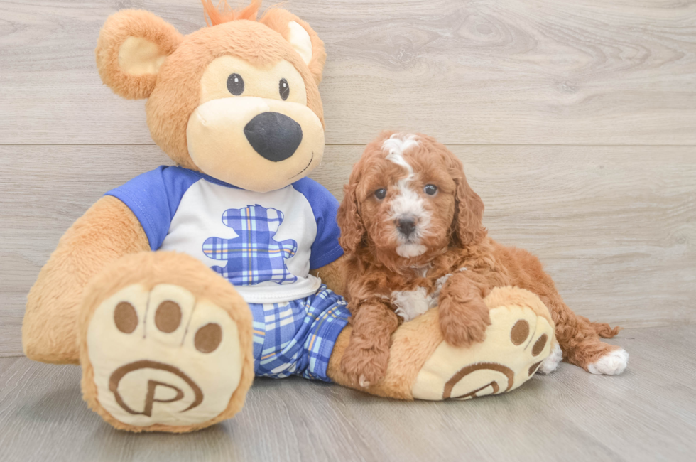 5 week old Cavapoo Puppy For Sale - Lone Star Pups