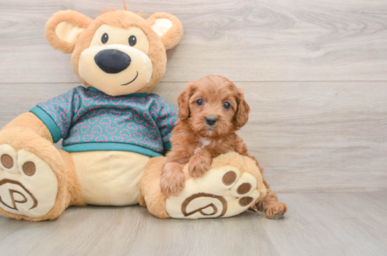 Playful Cavapoodle Poodle Mix Puppy