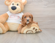 8 week old Cavapoo Puppy For Sale - Lone Star Pups
