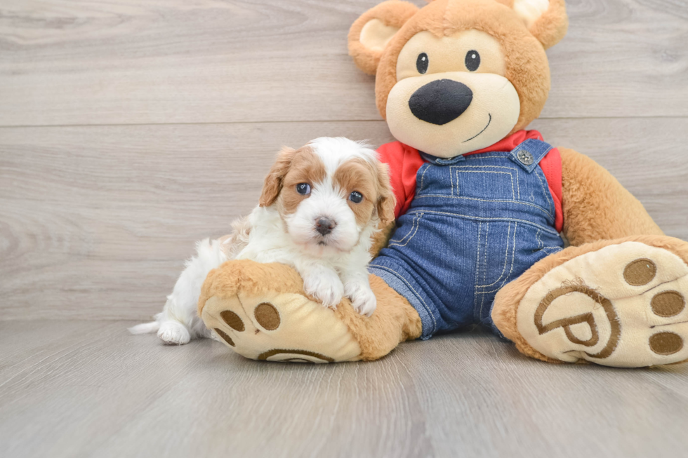Playful Cavapoodle Poodle Mix Puppy