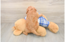 Adorable Cavalier King Charles Spaniel and Poodle Mix Poodle Mix Puppy
