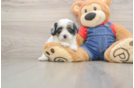 Cavapoo Puppy for Adoption