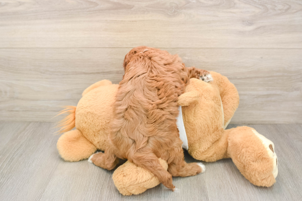 Petite Cavapoo Poodle Mix Pup