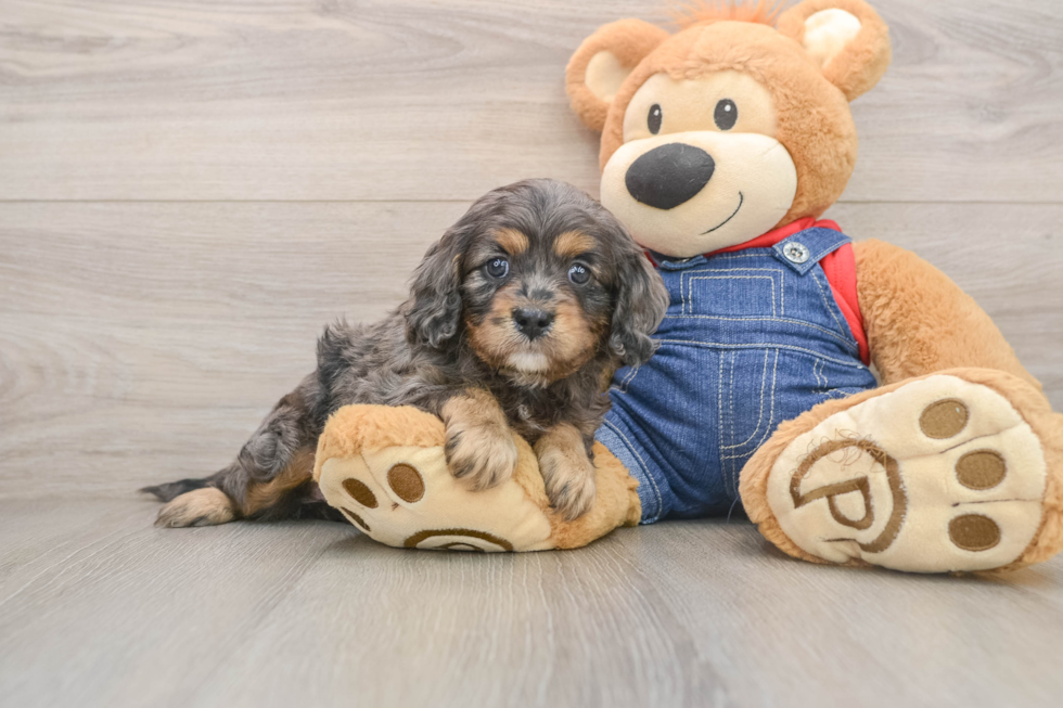 Best Cavapoo Baby