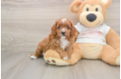 Cavapoo Pup Being Cute