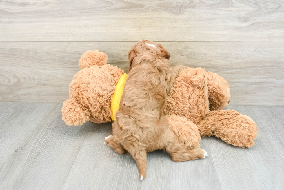 Little Cavipoo Poodle Mix Puppy