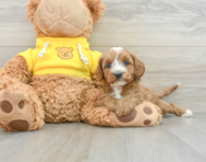 9 week old Cavapoo Puppy For Sale - Lone Star Pups