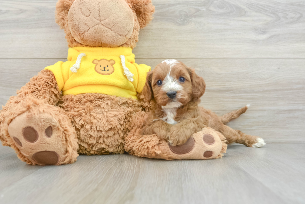 Popular Cavapoo Poodle Mix Pup