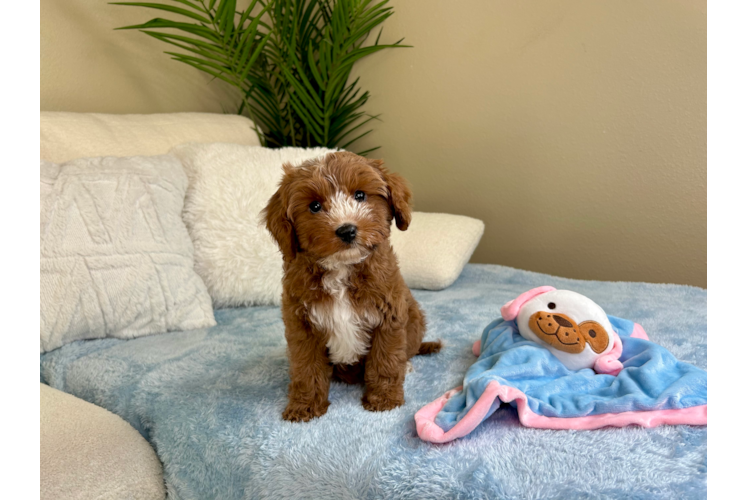 Cavapoo Puppy for Adoption