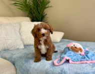 10 week old Cavapoo Puppy For Sale - Lone Star Pups