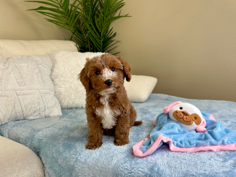 Cavapoo Puppy for Adoption