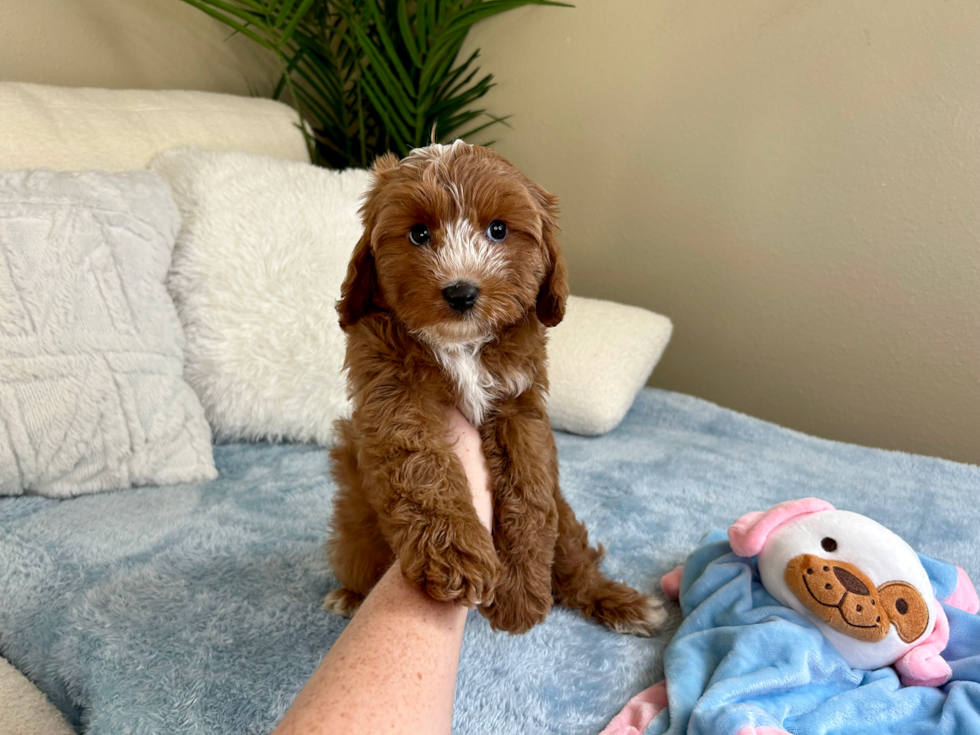 Cavapoo Puppy for Adoption